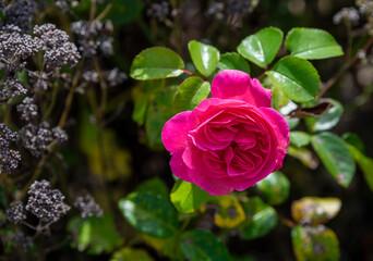 pink roses in garden