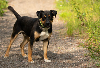 black brown and white rottweiler mix dog outdoor portrait