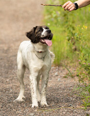 white and brown spaniel mix dog outdoors looking at wooden stick portrait