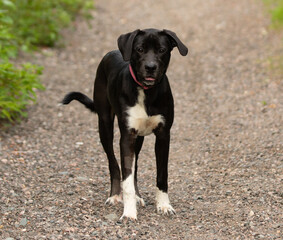 black and white lab mix puppy dog standing outdoors portrait