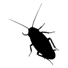 black silhouette of cockroach insect