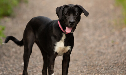 black and white lab mix puppy dog standing close up with tongue out portrait
