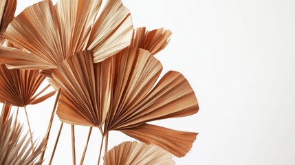 97.A cluster of dried, fan-shaped palm leaves against a white backdrop, with detailed textures and fine lines visible on each leaf. The leavesâ€™ warm brown tones contrast gently with the bright