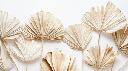 96.Close-up of dried palm leaves arranged against a white background, showcasing the fan-shaped leaves with intricate natural textures. The pale, earthy hues of the leaves create a rustic aesthetic,