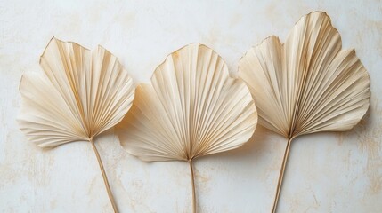 100.Three dried palm leaves with fan shapes, arranged on a crisp white background. The fine lines, natural folds, and warm beige tones of the leaves are prominently displayed, creating a simple yet