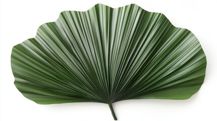 50.Lush green Licuala grandis leaves with a fan-shaped form and a glossy surface; the leaves are pleated in a precise, rhythmic pattern with pointed edges, creating a tropical, symmetrical design