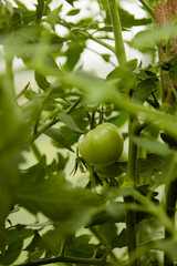 green unripe tomato on a branch