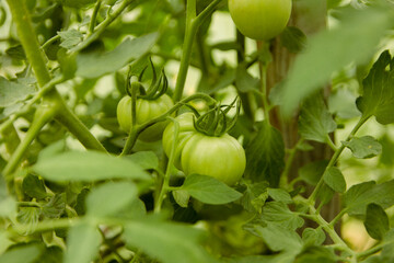green unripe tomato on a branch