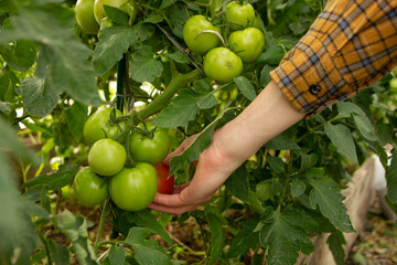 The gardener picks a red ripe tomato.unripe green tomatoes on a branch. Summer harvest