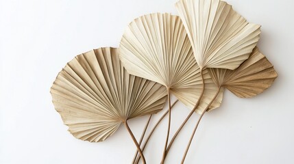 98.Dried tropical palm leaves in fan shapes set against a white background, arranged to highlight their natural folds and textures. The leavesâ€™ earthy tones and intricate vein patterns create an