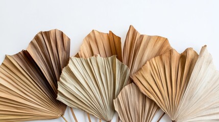 98.Dried tropical palm leaves in fan shapes set against a white background, arranged to highlight their natural folds and textures. The leavesâ€™ earthy tones and intricate vein patterns create an