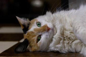 Portrait of a beautiful white cat with green eyes lying on the floor
