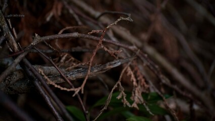 close up of a grass branches