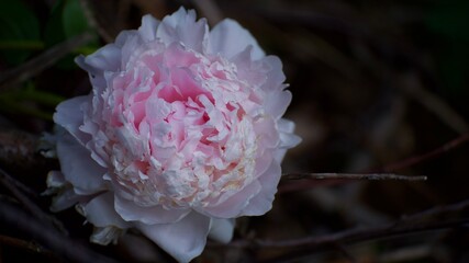 pink rose flower