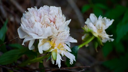 pink and white flower