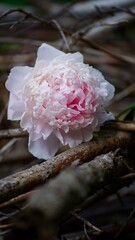 pink rose in branches