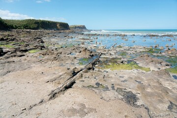 Curio Bay Rugged Coastal Landscape at Low Tide on a Sunny Day - Scenic New Zealand