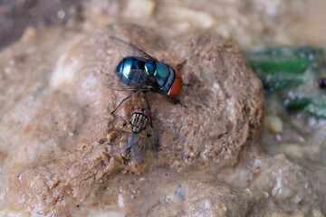 Blue bottle fly and House fly eating dirt together. The tendency of flies to eat dirty things like...