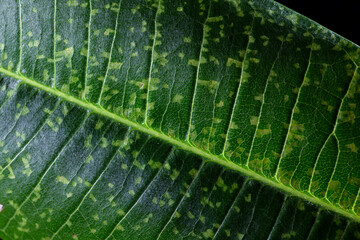 Tropical leaves showing cell structure and textures with strange misty fog swirling from leaf edge