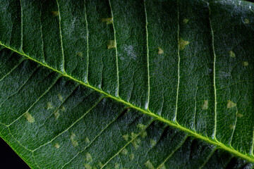 Tropical leaves showing cell structure and textures with strange misty fog swirling from leaf edge