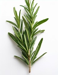 Fototapeta premium Fresh rosemary sprig on white background. Vibrant green herb.