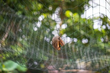 Durian Fruit Caught in Protective Netting, Penang, Malaysia