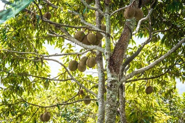 Durian Fruits Hanging on a Tree Branch, Penang, Malaysia