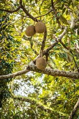 Durian Fruits Hanging on a Tree Branch, Penang, Malaysia