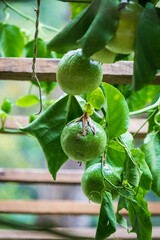 Unripe Green Passion Fruit on the Vine