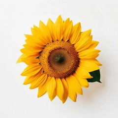 Fototapeta premium unflower, Isolated white background, flat lay