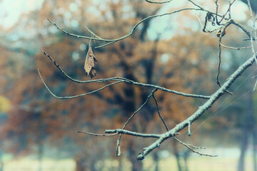 初冬のイメージ