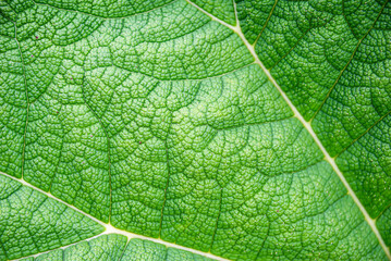green leaf macro