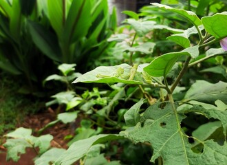 two green locusts camouflaged on a green leaf. green locust