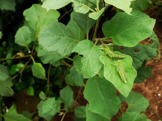 two green locusts camouflaged on a green leaf. green locust