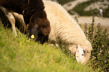 Obraz premium grazing, sheep, nature, mountain, peaceful, animals, grass, brown, white, summer, rural, rocky, valley, tags, herd, greenery, highlands, environment, nature 
