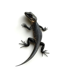 Fototapeta premium A black lizard with textured skin and a long tail, positioned against a white background, showcasing its distinct features and posture.