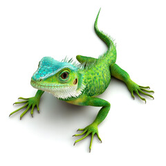Fototapeta premium A vibrant green lizard with a blue head, showcasing intricate textures and colors, poses against a white background.