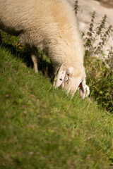 Fototapeta premium grazing, sheep, nature, mountain, peaceful, animals, grass, brown, white, summer, rural, rocky, valley, tags, herd, greenery, highlands, environment, nature 