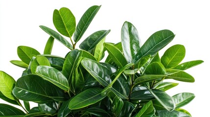 Lush Green Foliage Vibrant Leaves Tropical Plant Houseplant Nature Botany Greenery Gardening