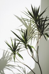 Obraz premium Sunlight on Dracaena Marginata Plant Minimalist Home Decor Green Leaves Shadow
