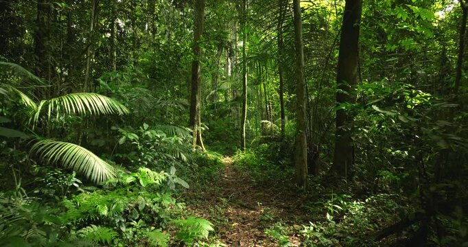Tropical forest interior Bali. Nature background of a rainforest. 