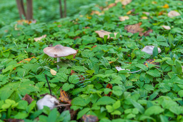 A single wild mushroom growing amidst lush green foliage in a forest undergrowth, surrounded by leaves and natural textures. Perfect for nature and forest-themed projects.