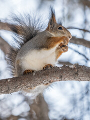 Fototapeta premium The squirrel with nut sits on tree in the winter or late autumn