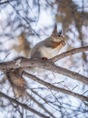 The squirrel with nut sits on tree in the winter or late autumn