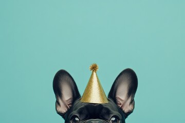 Obraz premium A playful French Bulldog wearing a gold party hat against a teal background.