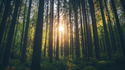 Obraz premium Sun shining through the trees in a forest