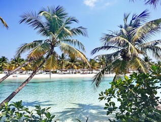 Fototapeta premium trees on the beach