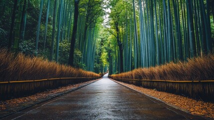 Obraz premium A winding path through a lush bamboo forest in Japan.