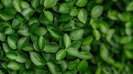 Obraz premium Micro foliage concept. Vibrant green leaves creating a lush, natural background full of life and growth.