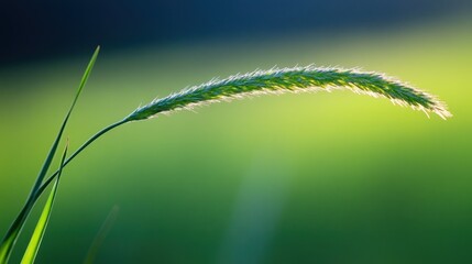 Serene Grass Blade in Sunlight: A Nature's Embrace